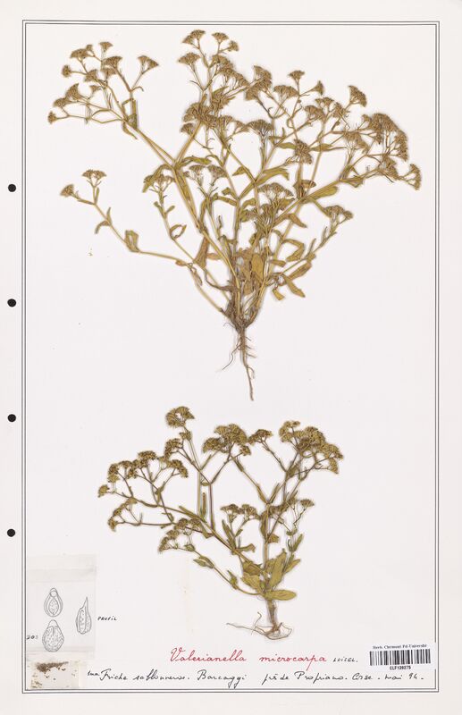 Valerianella microcarpa  (Valerianaceae)