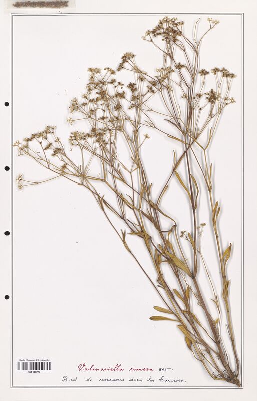 Valerianella rimosa  (Valerianaceae)