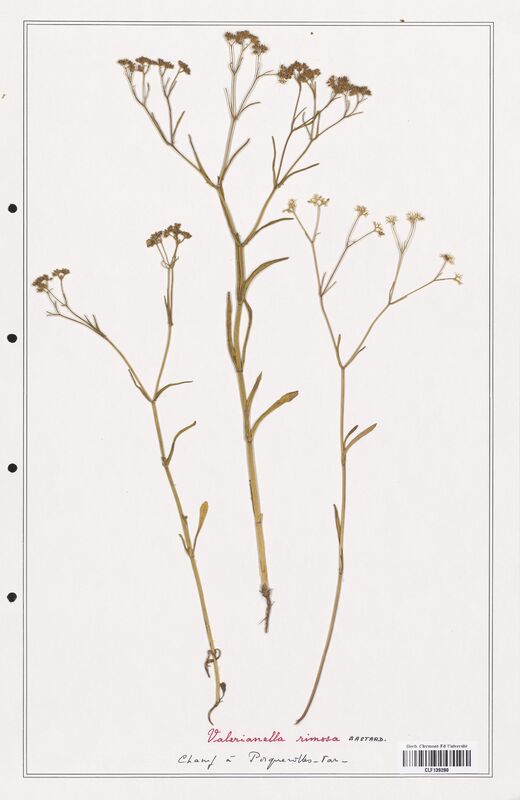 Valerianella rimosa  (Valerianaceae)