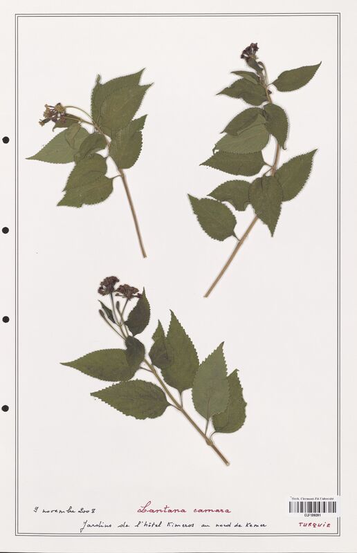 Lantana camara  (Verbenaceae)