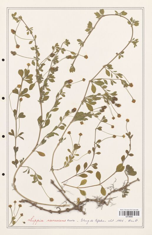 Lippia canescens  (Verbenaceae)