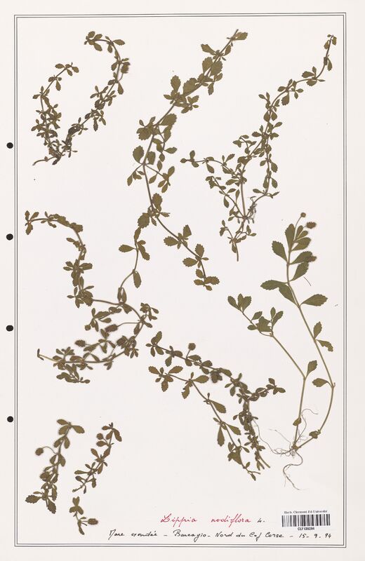 Lippia nodiflora  (Verbenaceae)