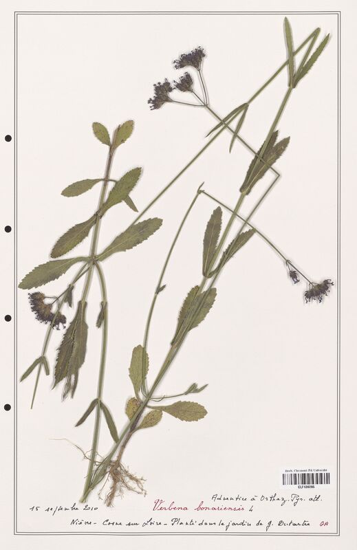 Verbena bonariensis  (Verbenaceae)