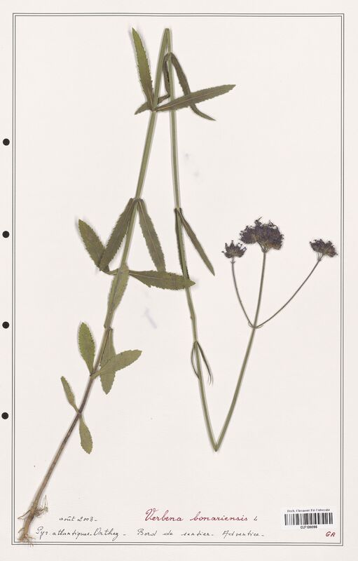Verbena bonariensis  (Verbenaceae)
