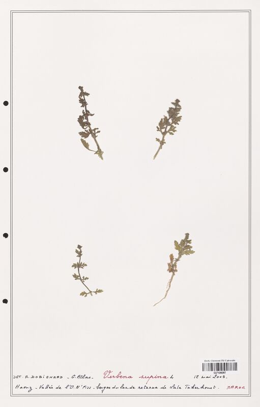 Verbena supina  (Verbenaceae)