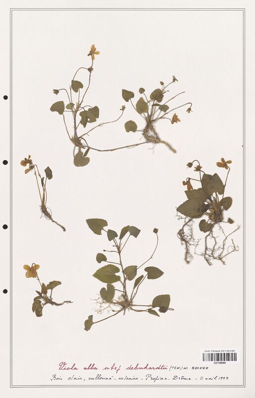 Viola alba  (Verbenaceae)