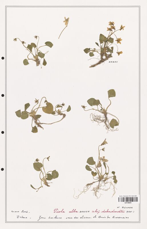 Viola alba  (Verbenaceae)