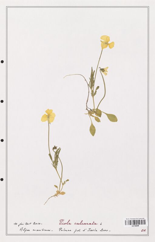 Viola calcarata  (Verbenaceae)