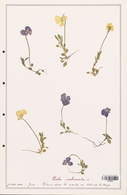 Viola calcarata  (Verbenaceae)