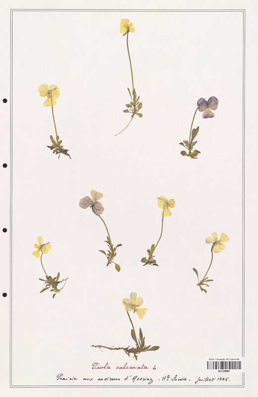 Viola calcarata  (Verbenaceae)