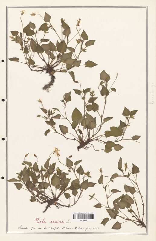 Viola canina  (Verbenaceae)