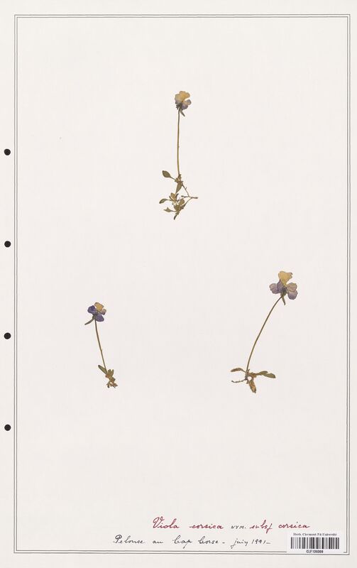 Viola corsica  (Verbenaceae)