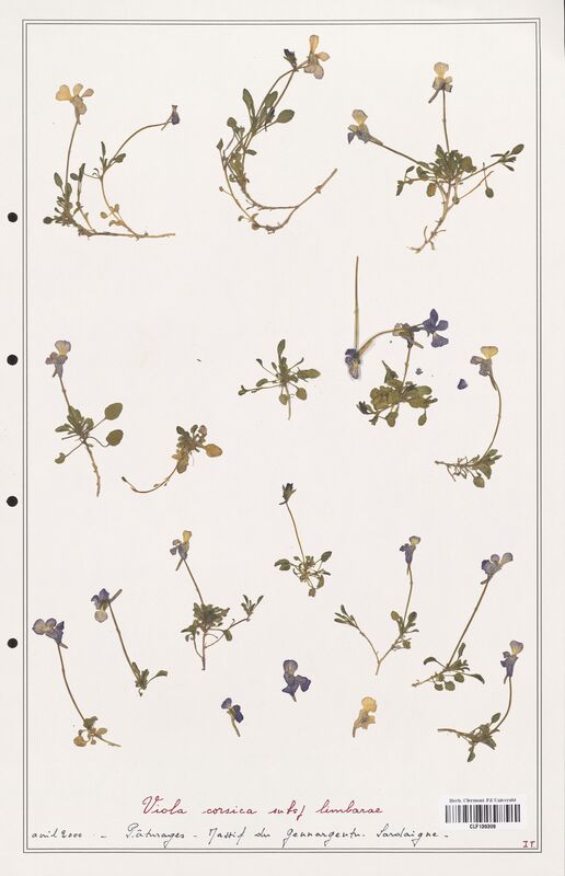 Viola corsica  (Verbenaceae)