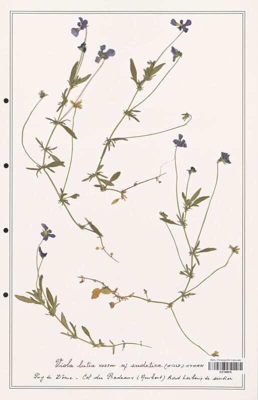 Viola lutea  (Verbenaceae)