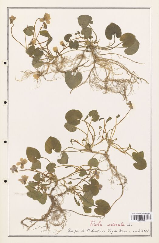 Viola odorata  (Verbenaceae)