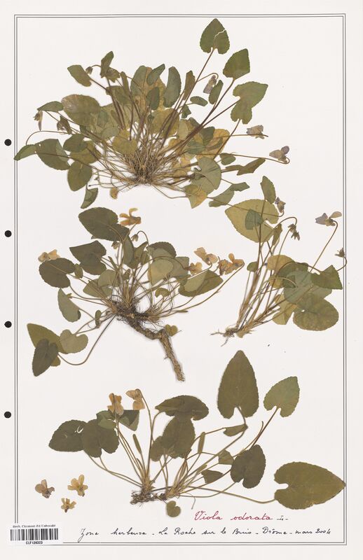 Viola odorata  (Verbenaceae)