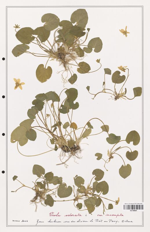 Viola odorata  (Verbenaceae)