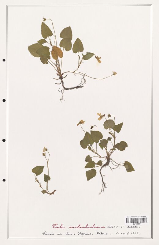 Viola reichenbachiana  (Verbenaceae)