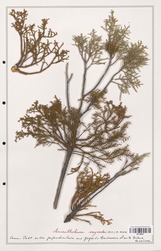 Arceuthobium oxycedri  (Santalaceae)