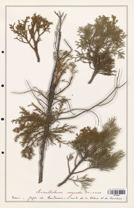 Arceuthobium oxycedri  (Santalaceae)