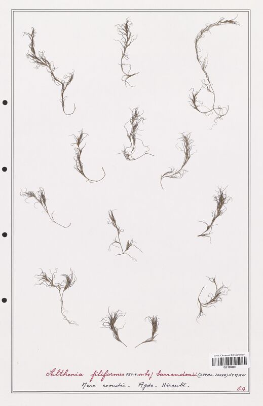 Althenia filiformis  (Potamogetonaceae)