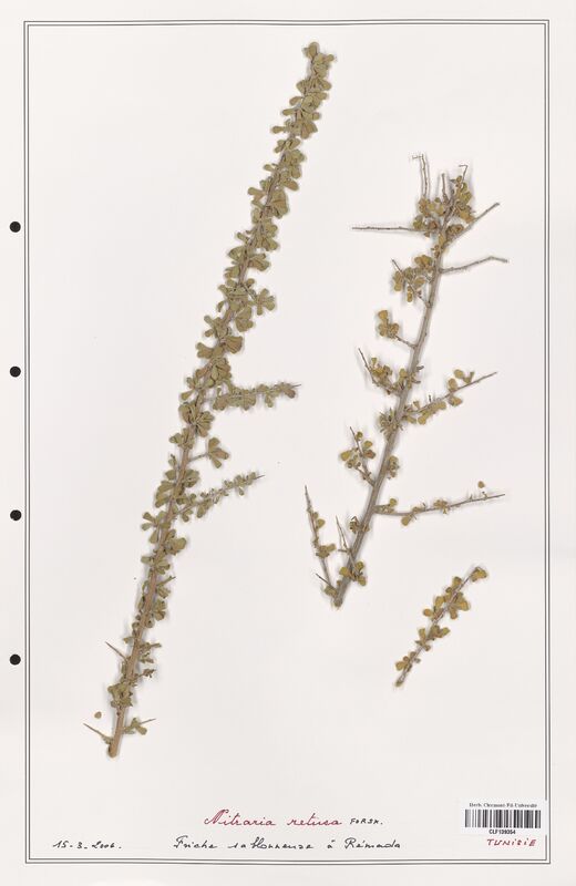 Nitraria retusa  (Nitrariaceae)