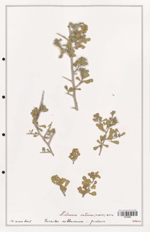 Nitraria retusa  (Nitrariaceae)