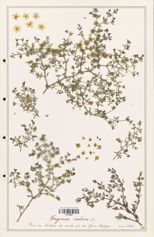 Fagonia cretica  (Zygophyllaceae)