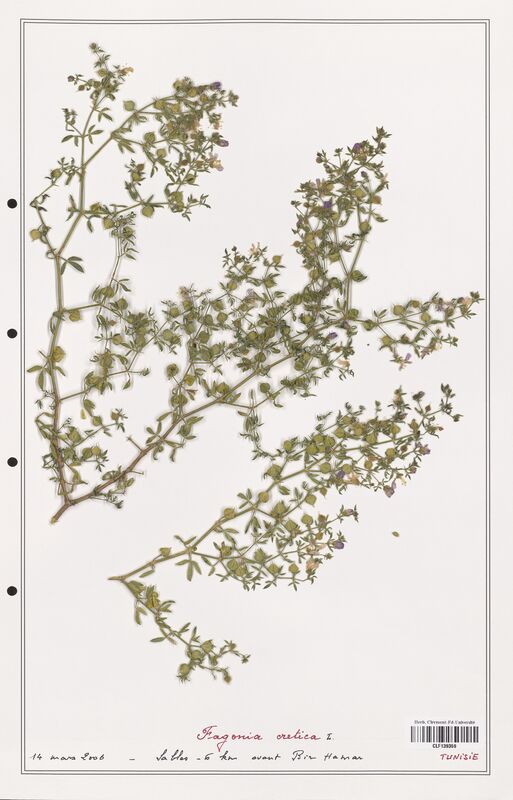 Fagonia cretica  (Zygophyllaceae)