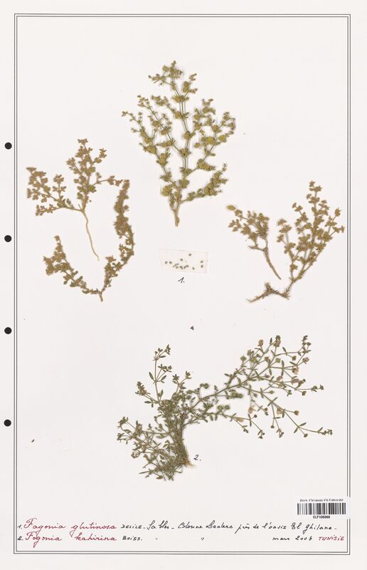 Fagonia glutinosa  (Zygophyllaceae)