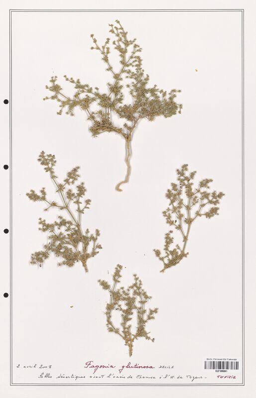 Fagonia glutinosa  (Zygophyllaceae)