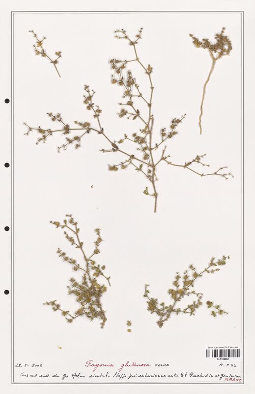 Fagonia glutinosa  (Zygophyllaceae)