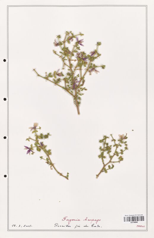 Fagonia harpago  (Zygophyllaceae)