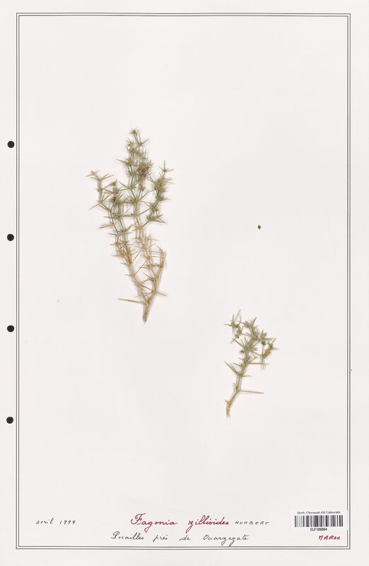 Fagonia zillioides  (Zygophyllaceae)