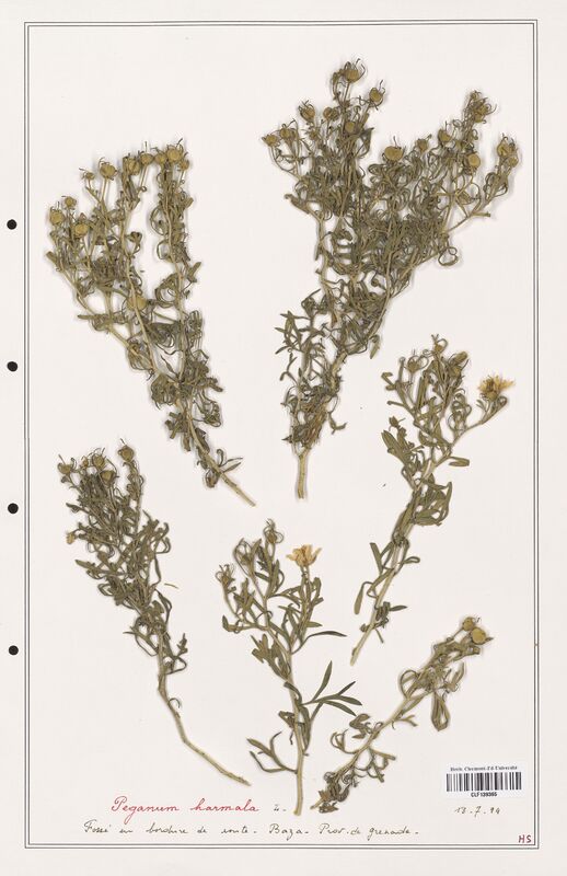 Peganum harmala  (Zygophyllaceae)