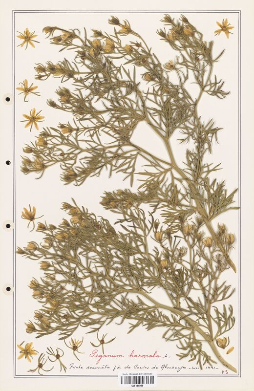 Peganum harmala  (Zygophyllaceae)