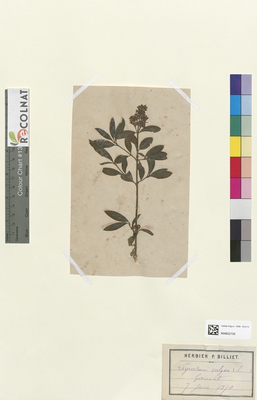 Ligustrum vulgare (Oleaceae)