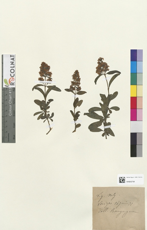 Ligustrum vulgare (Oleaceae)