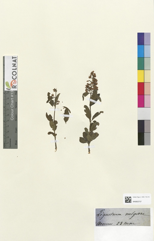 Ligustrum vulgare (Oleaceae)