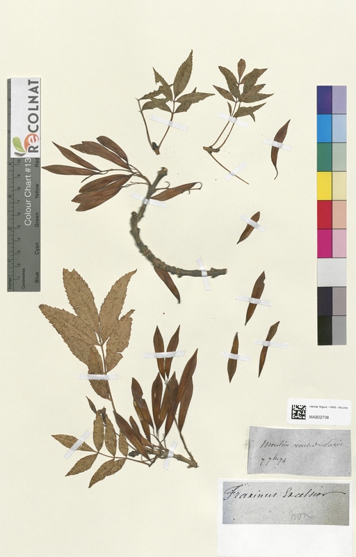 Fraxinus excelsior (Oleaceae)