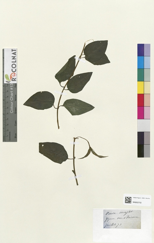 Vinca major (Apocynaceae)