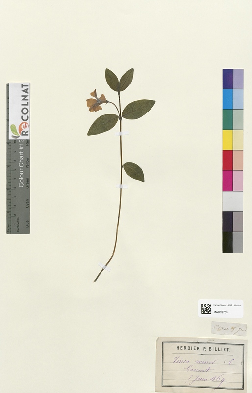 Vinca minor (Apocynaceae)