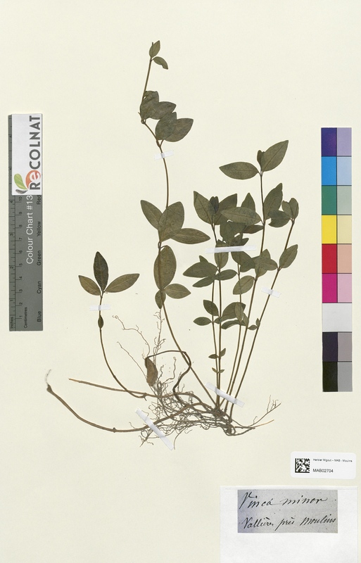 Vinca minor (Apocynaceae)
