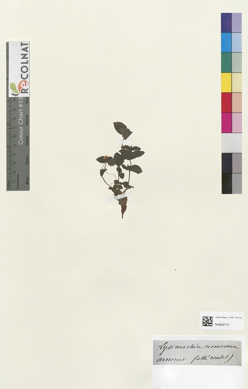 Lysimachia nemorum (Primulaceae)