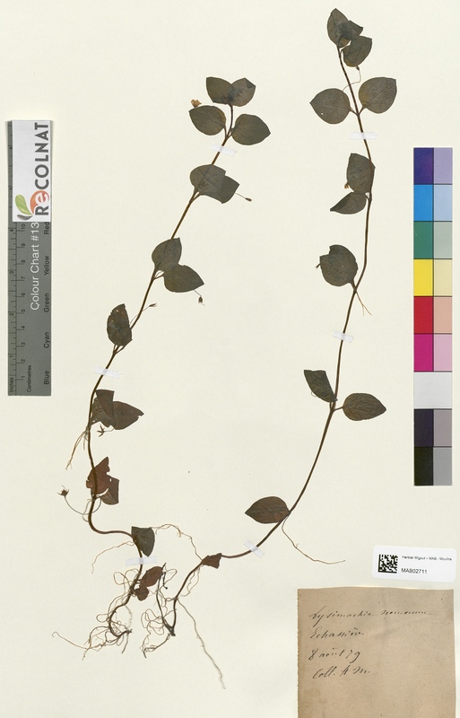 Lysimachia nemorum (Primulaceae)