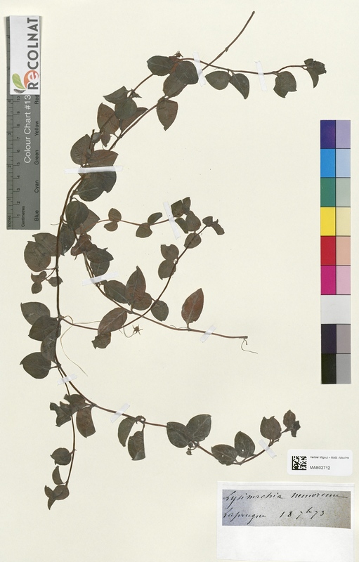 Lysimachia nemorum (Primulaceae)