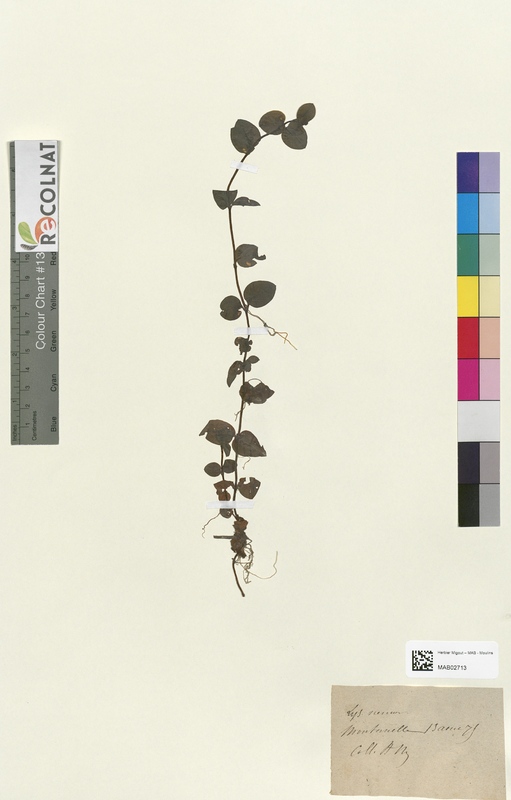 Lysimachia nemorum (Primulaceae)