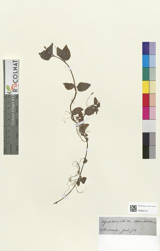 Lysimachia nemorum (Primulaceae)