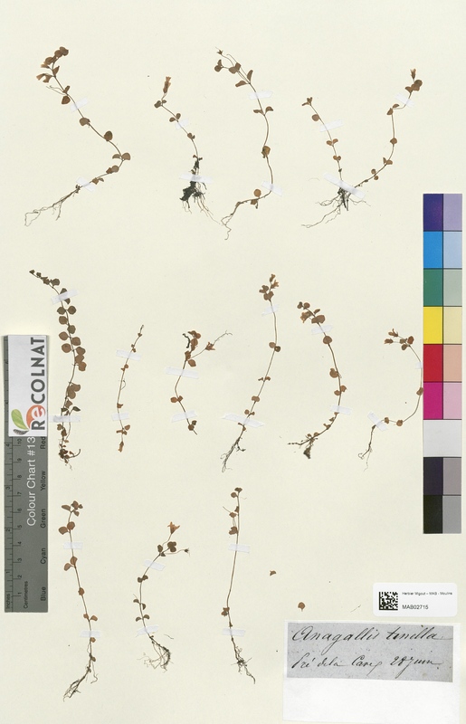 Anagallis tenella (Primulaceae)