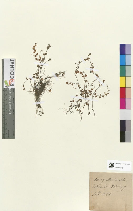 Anagallis tenella (Primulaceae)